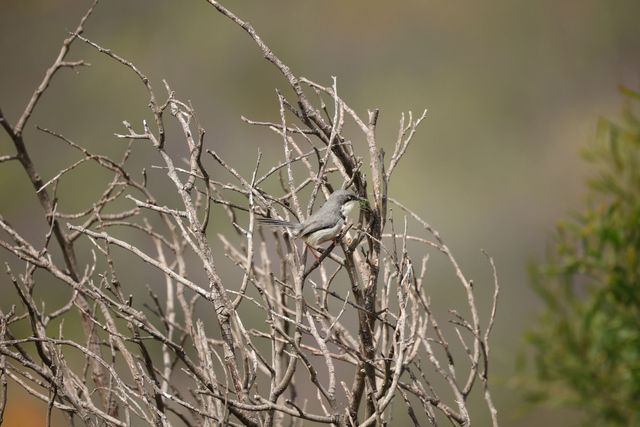 A Bar-throated Apalis with a large green Katydid in its beak